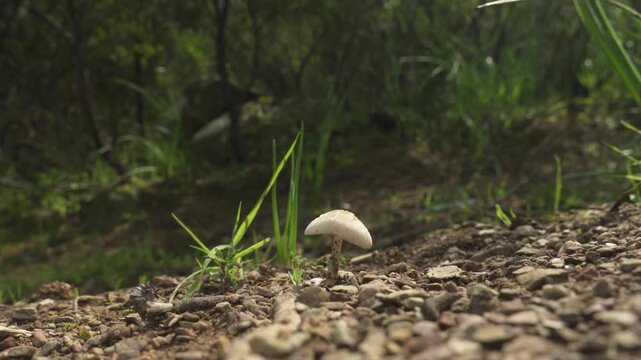 Close up view of hiker walking past a mushroom growing on the forest floor in Sardinia, Italy