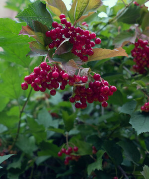 Red viburnum berries hanging on branches with green leaves in garden, ripe wild red guelder rose berries backdrop for natural organic plant food design.