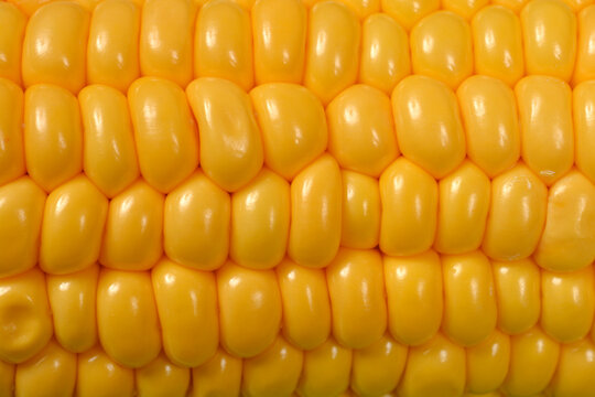 A detailed macro close up background showing rows of sweet juicy yellow corn kernels on a fresh cob