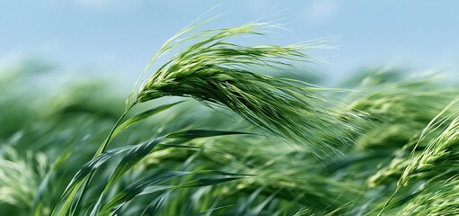 Obraz premium Bright sunlight illuminates tall barley stalks arranged against a soft blue sky, highlighting natural growth and abundance.