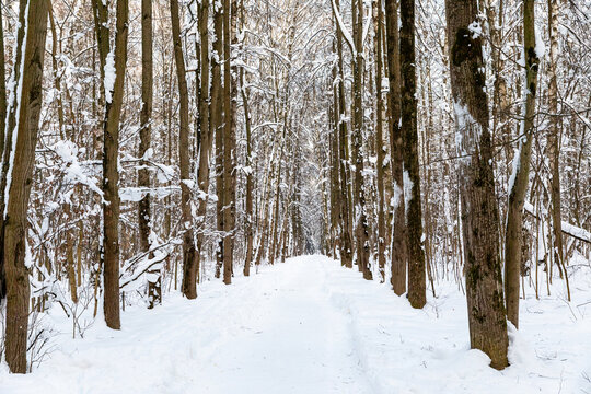 Snow-covered pathway stretches through a dense forest in Russia, flanked by tall trees with branches heavy with fresh snow, creating a serene winter landscape with a peaceful atmosphere