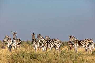 Obraz premium Small herd of plains zebra standing in tall grass beside a water channel in the Okavango Delta, Botswana, showcasing iconic African wildlife in a pristine wilderness and safari setting.