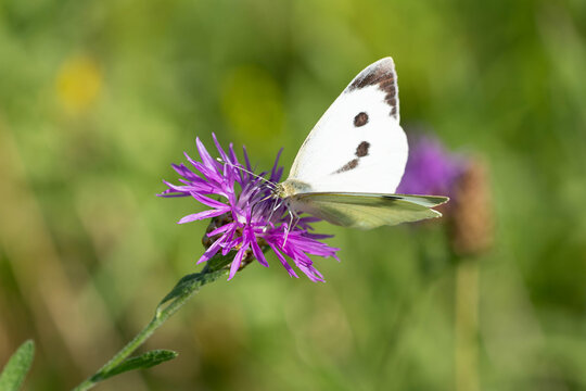 Bio Diversity - Pieris brassicae - Large White Butterfly Resting on Leaf