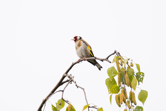 Birds of Germany - Carduelis carduelis - European Goldfinch Perched on Vegetation