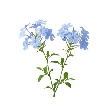 Sprig of light blue plumbago flowers as transparent PNG