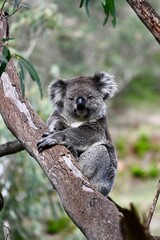 Obraz premium koala in tree