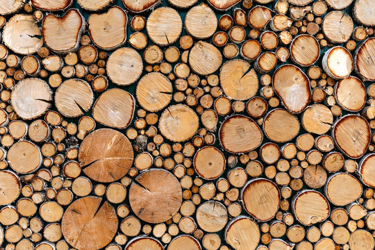 Close-up view of various tree stump cross-sections arranged in natural pattern, highlighting the different sizes, textures, and colors of wood in a rustic and organic. Eco-friendly, nature background