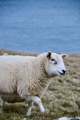 Fototapeta premium sheep in the field