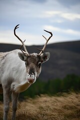 Reindeer in the woods © Laura