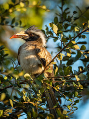 African grey hornbill (Lophoceros nasutus) perched in a tree in Botswana's Okavango Delta. This African bird represents the rich biodiversity and natural beauty of this premier wildlife destination. © Roger de la Harpe