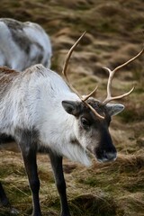 Reindeer in the woods © Laura