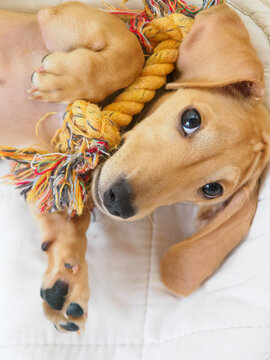 おもちゃを抱っこして横になる犬