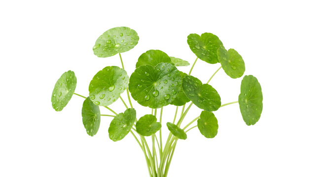 Small bunch of fresh gotu kola herb with dew as transparent object
