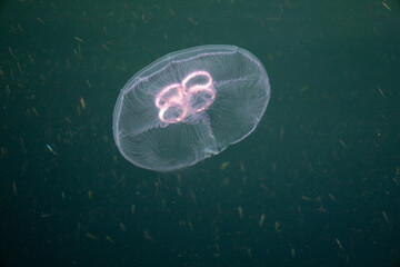 Close Up of a Jellyfish Floating in Clear Water © Adam