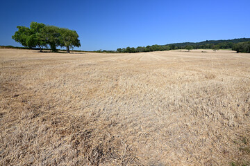 Naklejka premium Farmers Field in Surrey, UK during the Heatwave/Drought conditions of August 11th 2026.