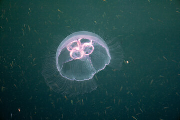 Close Up of a Jellyfish Floating in Clear Water © Adam