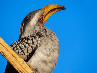 Southern yellow-billed hornbill (Tockus leucomelas) in the Okavango Delta, Botswana. This striking African bird showcases the rich biodiversity and natural beauty of this safari destination. © Roger de la Harpe