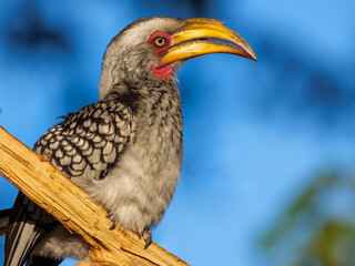 Southern yellow-billed hornbill (Tockus leucomelas) in the Okavango Delta, Botswana. This striking African bird showcases the rich biodiversity and natural beauty of this safari destination. © Roger de la Harpe