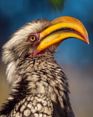 Southern yellow-billed hornbill (Tockus leucomelas) in the Okavango Delta, Botswana. This striking African bird showcases the rich biodiversity and natural beauty of this safari destination. © Roger de la Harpe