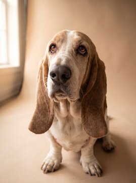 A sad-looking Basset Hound dog with long floppy ears sits patiently on a plain beige studio background, looking up.