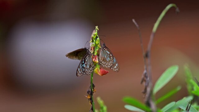 Two blue tiger butterflies perch delicately on a flowering plant in a tropical garden in Sri Lanka, their patterned wings glowing against a softly blurred natural background in close-up detail.