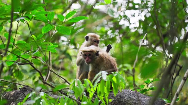 A toque macaque monkey with its baby sits on a branch surrounded by vivid green foliage in the tropical jungle near Sigiriya, Sri Lanka, showcasing the island's endemic wildlife in natural habitat.