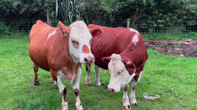 Two brown and white cows stand together in a lush green pasture, calmly looking toward the camera in a peaceful rural farm setting surrounded by nature.