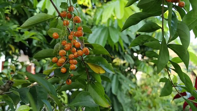 Duranta erecta Orange Fruits Growing in Clusters