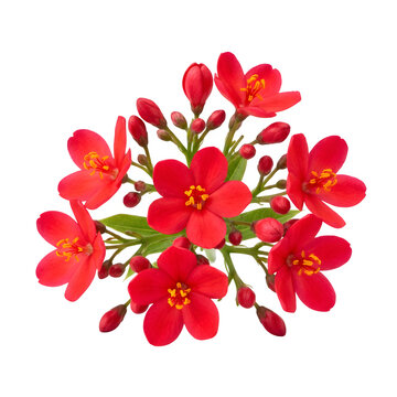 Bunch of red jatropha flowers with jatropha botanical perennial decorative colorful brightly background flowering as transparent cutout