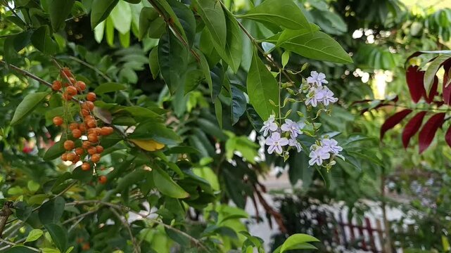 Duranta erecta Flowers Blooming Among Green Leaves