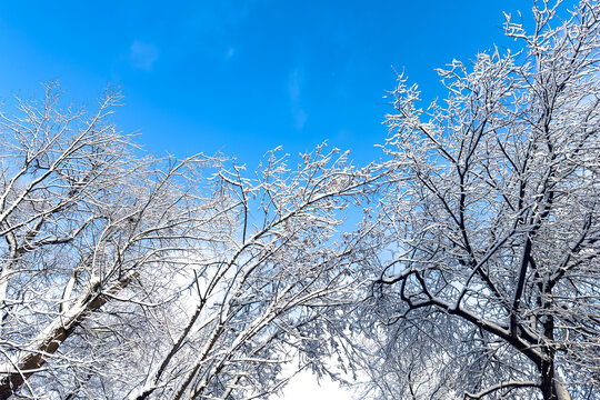 Snow-covered branches of trees against a clear blue sky, showcasing winter scenery in a tranquil outdoor environment