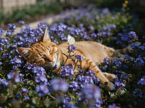 A sleeping ginger tabby cat resting peacefully among a dense patch of small purple flowers with a delicate white butterfly perched gently on its fur in a sunny garden setting during spring