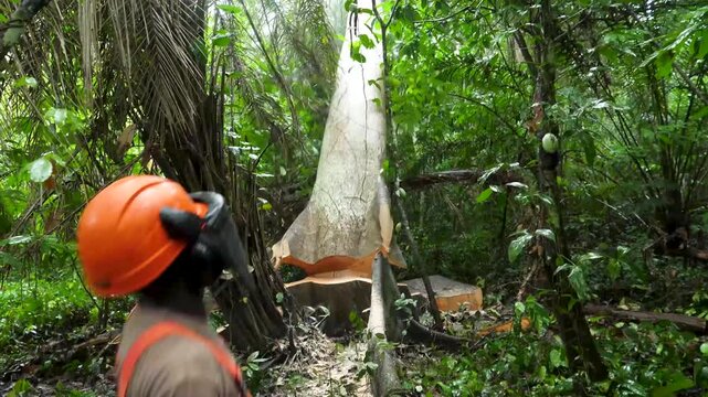 Close-up of an illegal logger felling a tree. Deforestation of the Amazon rainforest in Brazil.