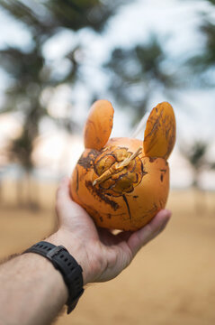 Hand holding unique orange coconut with ears on sandy beach in Sri Lanka