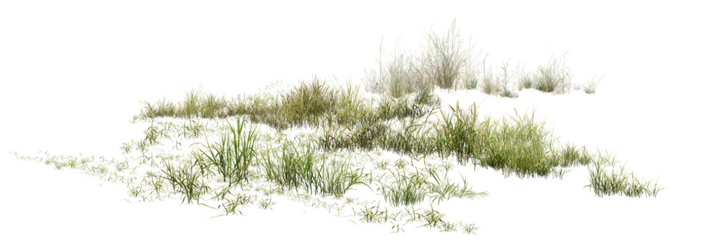 grass isolated on white/High-resolution wild grass patch isolated on white background, sharp detail cutout for architectural rendering and landscape design.