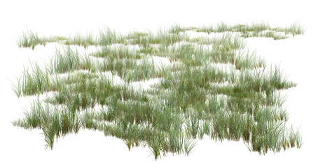 Fototapeta premium green grass isolated on white/Green grass field patch isolated on white background. High resolution, sharp detail, detailed botanical 