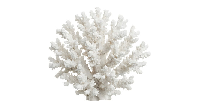 Large white coral cluster skeleton with dense branching structure isolated on a black background