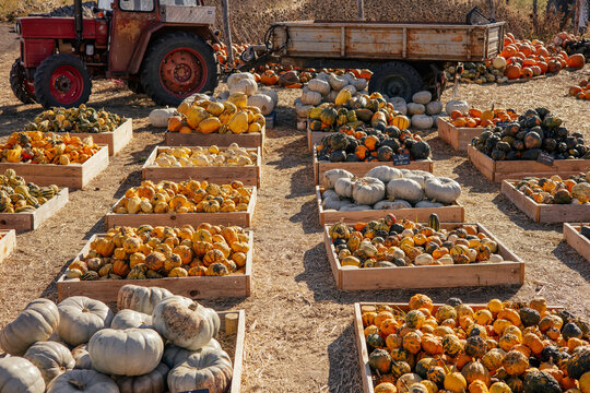 Autumn farm and market with colorful and a variety of pumpkins. 
