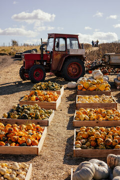 Autumn farm and market with colorful and a variety of pumpkins. 