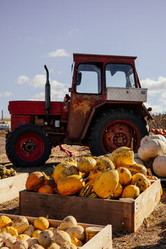 Autumn farm and market with colorful and a variety of pumpkins. 