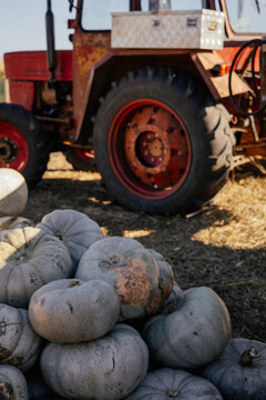 Autumn farm and market with colorful and a variety of pumpkins. 