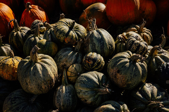 Autumn farm and market with colorful and a variety of pumpkins. 