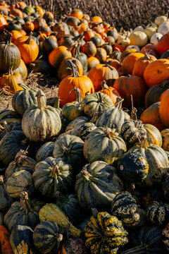 Autumn farm and market with colorful and a variety of pumpkins. 