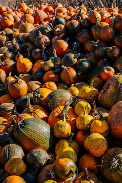 Autumn farm and market with colorful and a variety of pumpkins. 