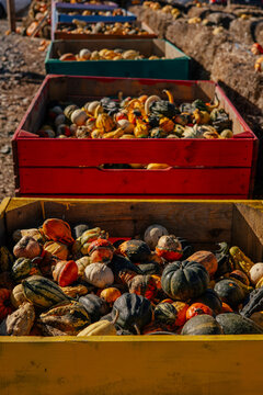 Autumn farm and market with colorful and a variety of pumpkins. 