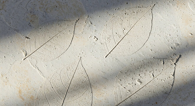 Detailed leaf imprint on a light concrete texture surface creating a fossil effect with elegant shadows on a minimalist cement background
