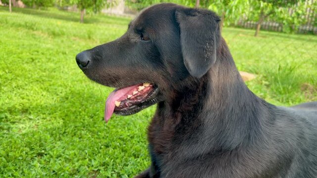 Close up profile of black dog lying on green grass outdoors