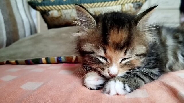 Cute fluffy tabby kitten dozing on soft bed indoors, sweet pet rest, cozy home lifestyle.