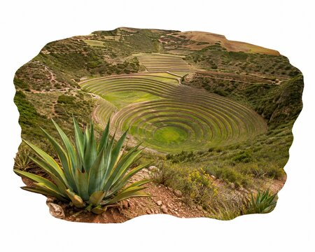 Green agave plant with a circular garden maze isolated on white