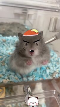 Funny hamster with angry animated filter and cartoon overlay inside its cage